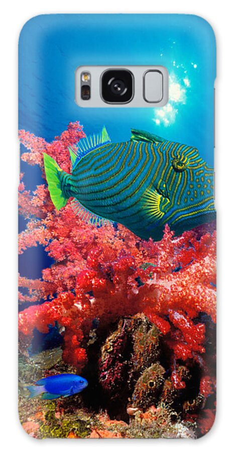 Photography Galaxy Case featuring the photograph Orange-lined Triggerfish Balistapus by Panoramic Images