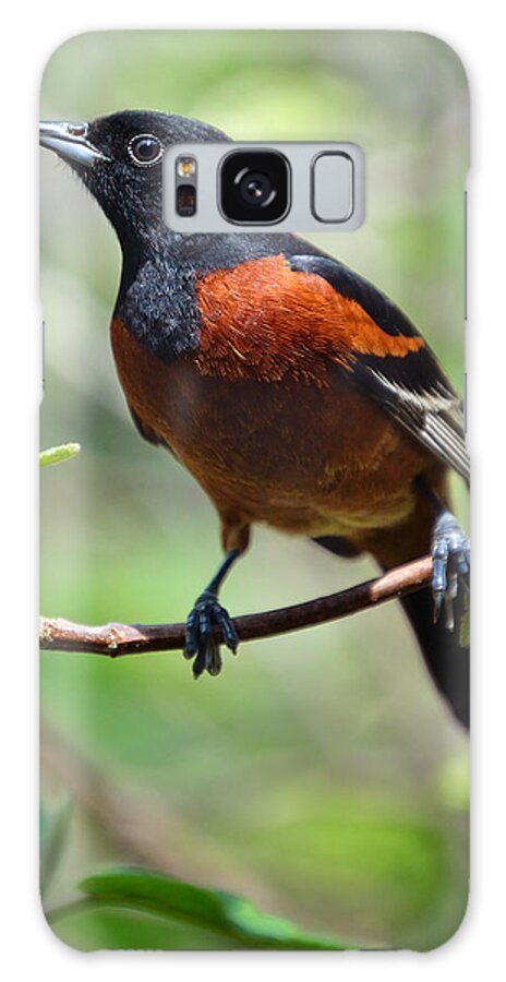 Bird Galaxy S8 Case featuring the photograph Orchard Oriole Male by Bruce Morrison