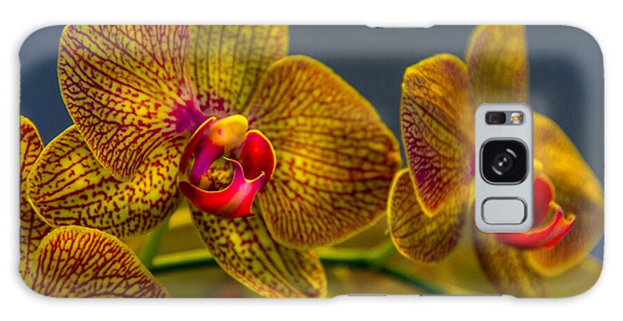 Flowers Galaxy Case featuring the photograph Orchid Color by Marvin Spates