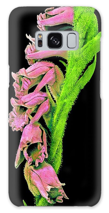 Spiranthes Sp Galaxy Case featuring the photograph Orchid Flowers by Susumu Nishinaga