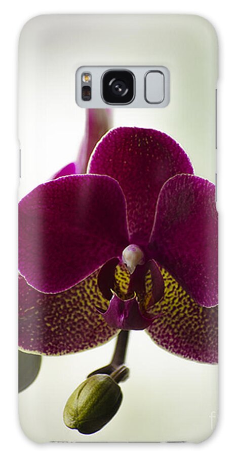 Beauty Galaxy S8 Case featuring the photograph Orchid by Linsey Williams