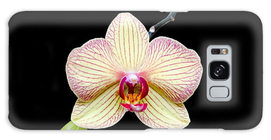 Orchid Galaxy Case featuring the photograph Orchid on Velvet by Georgette Grossman