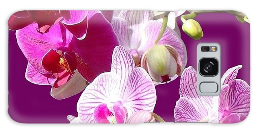 Orchids Galaxy Case featuring the photograph Orchids for Spring by Janette Boyd