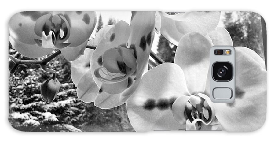 Flower Galaxy Case featuring the photograph Orchids in Winter by Heather L Wright