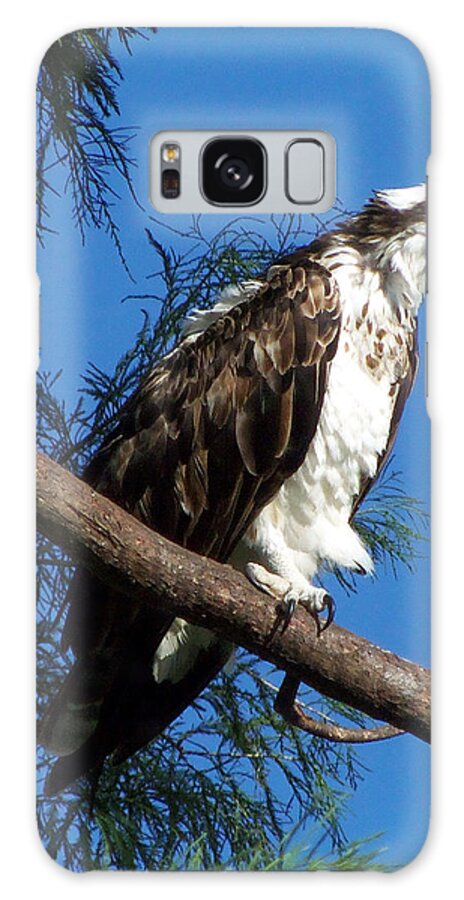 Osprey Galaxy Case featuring the photograph Osprey 102 by Christopher Mercer