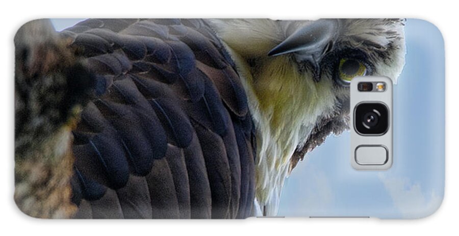 Osprey Sitting In Tree Galaxy Case featuring the photograph Osprey Close Up by Joe Granita