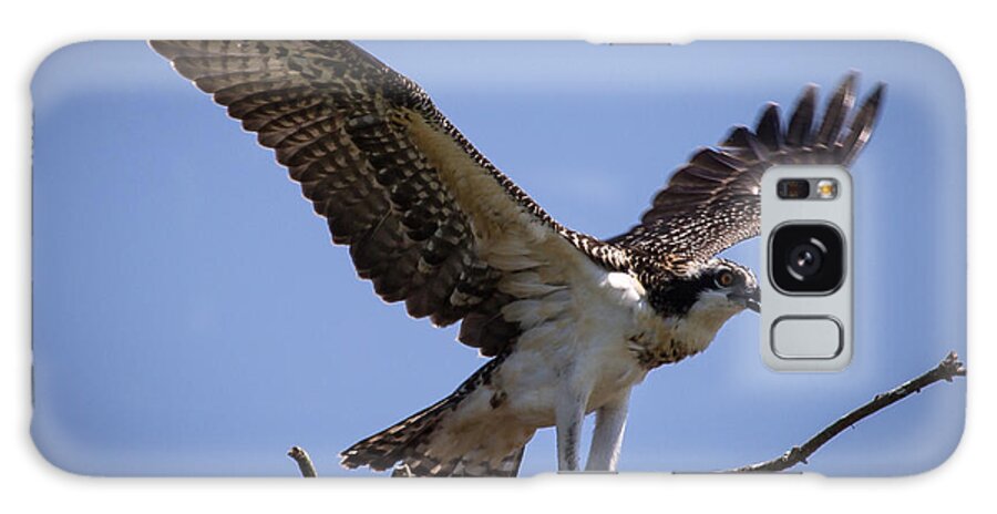 Osprey Galaxy Case featuring the photograph Osprey in Nest Ready to Fly by Gregory Daley MPSA