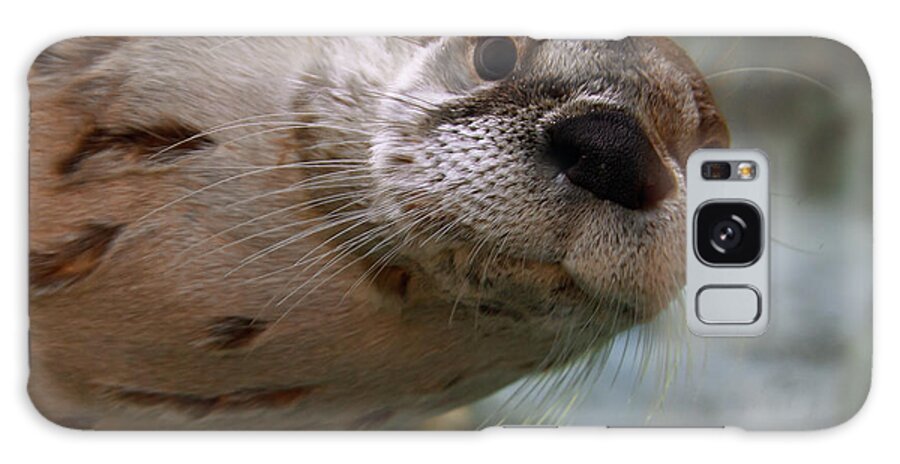 Otter Galaxy Case featuring the photograph Otter Be Lookin' at You Kid by John Haldane