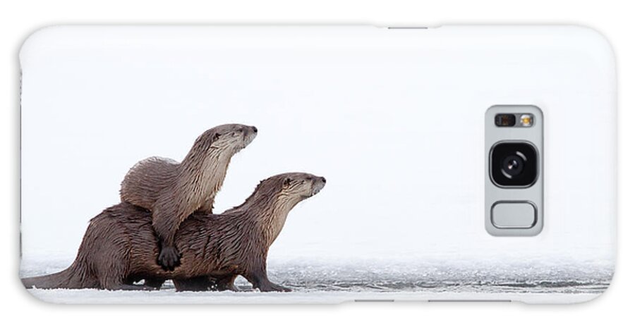 Otter Galaxy Case featuring the photograph Otter Stepladder by Max Waugh