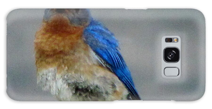 Young Bluebird Galaxy S8 Case featuring the photograph Our Own Mad Bluebird by Betty Pieper