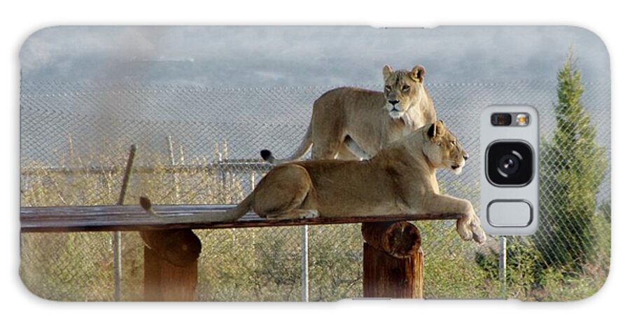 Out Of Africa Galaxy Case featuring the photograph Out of Africa Lions by Phyllis Spoor