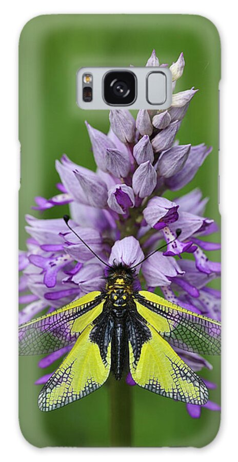 Feb0514 Galaxy Case featuring the photograph Owl Fly On Orchid Switzerland by Thomas Marent