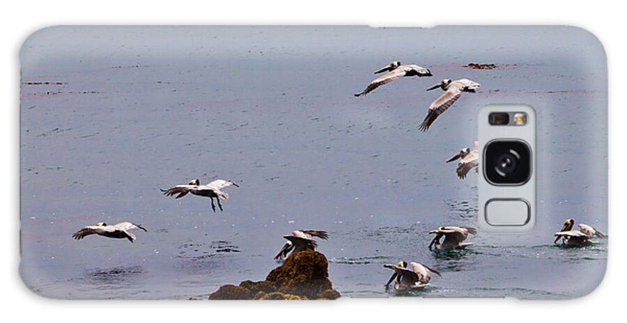 Bird Galaxy Case featuring the photograph Pacific Landing by Melinda Ledsome