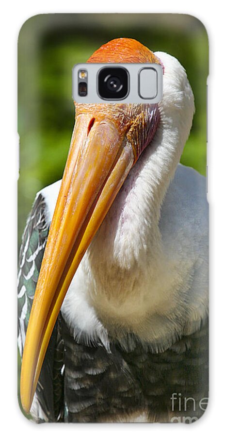 Animals Galaxy Case featuring the photograph Painted Stork by Timothy Hacker