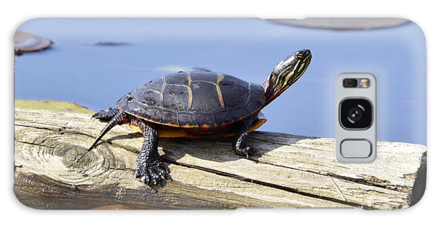 Painted Turtle (chrysemys Picta) Galaxy Case featuring the photograph Painted Turtle Catching the Rays by Ilene Hoffman