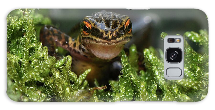Grass Galaxy Case featuring the photograph Palmate Newt by Robert Trevis-smith