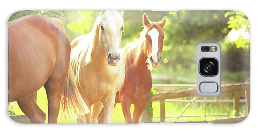 Horse Galaxy Case featuring the photograph Palomino And Chestnut Horse by Sasha Bell