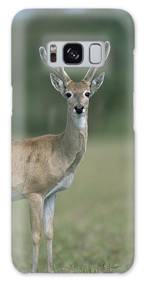 Feb0514 Galaxy Case featuring the photograph Pampas Deer Buck In Velvet Pantanal by Tui De Roy