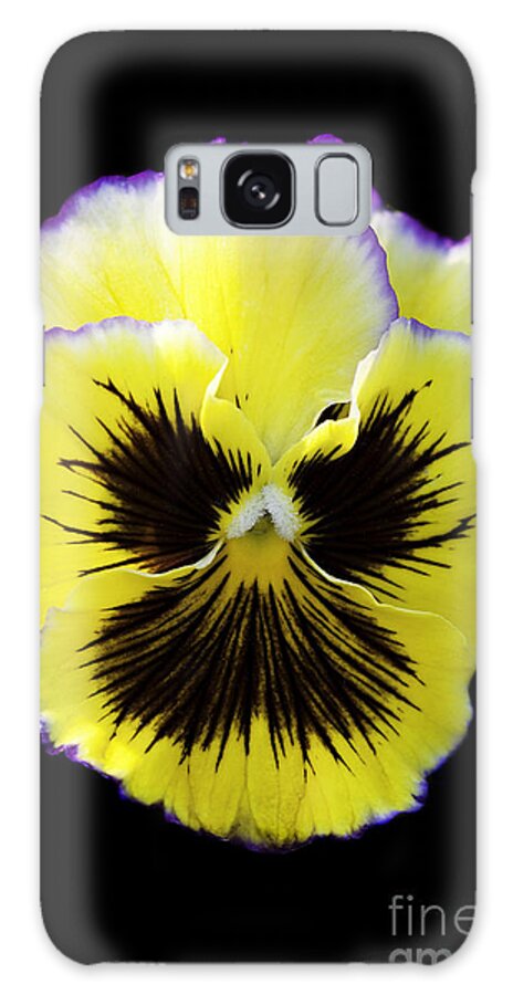 Pansy Galaxy S8 Case featuring the photograph Pansy by Patty Colabuono
