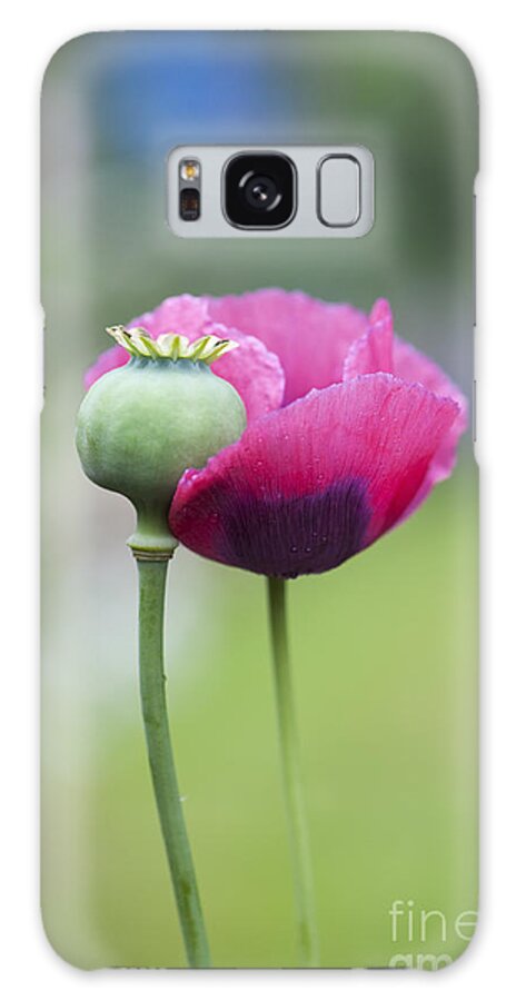 Papaver Somniferum Galaxy Case featuring the photograph Papaver Somniferum Poppy and Seed Pod by Tim Gainey