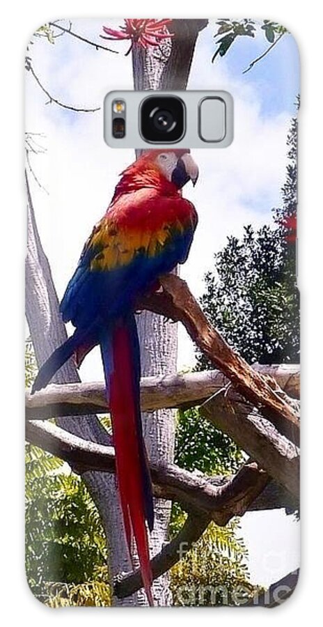 Birds Galaxy S8 Case featuring the photograph Parrot by Susan Garren