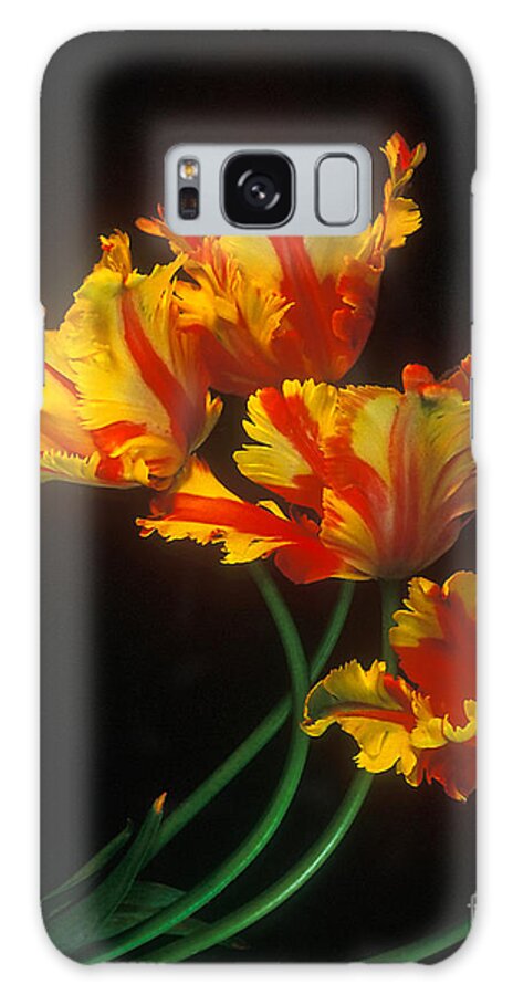 Yellow Galaxy Case featuring the photograph Parrot Tulips on Easter Morning vertical by Teri Atkins Brown