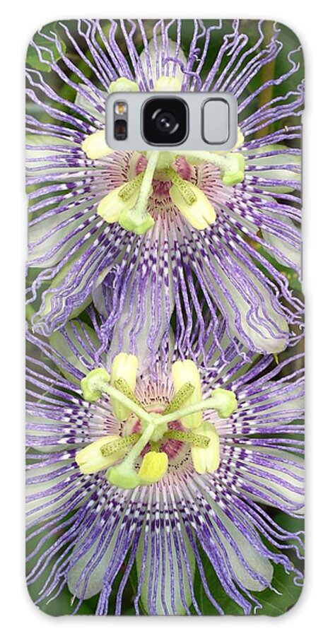 Passion Flowers Galaxy Case featuring the photograph Passionate Pair by Cleaster Cotton