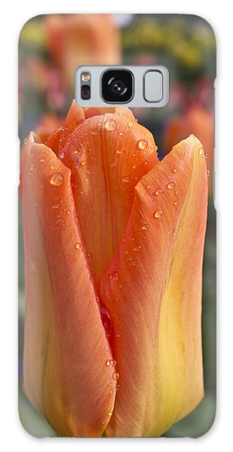 Tulip Galaxy Case featuring the photograph Peach Tulip by Priya Ghose