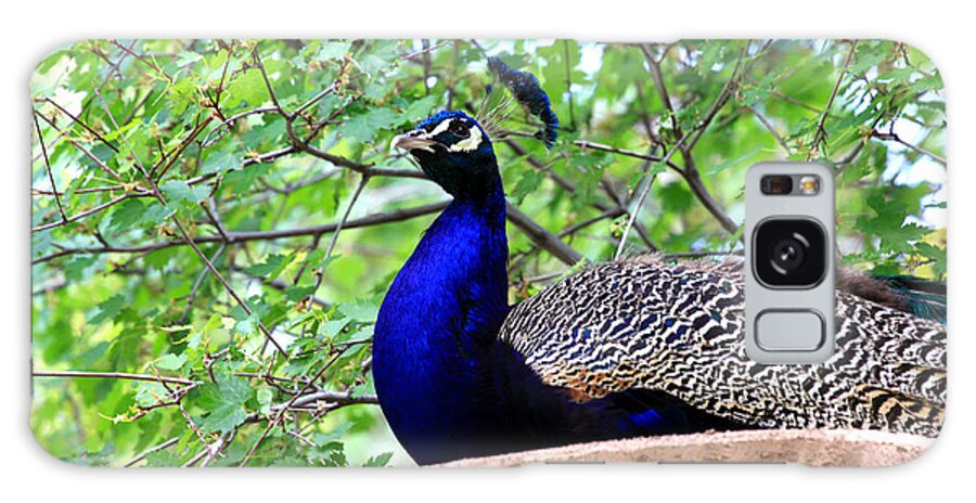 Bird Galaxy Case featuring the photograph Peacock by Chris Thomas