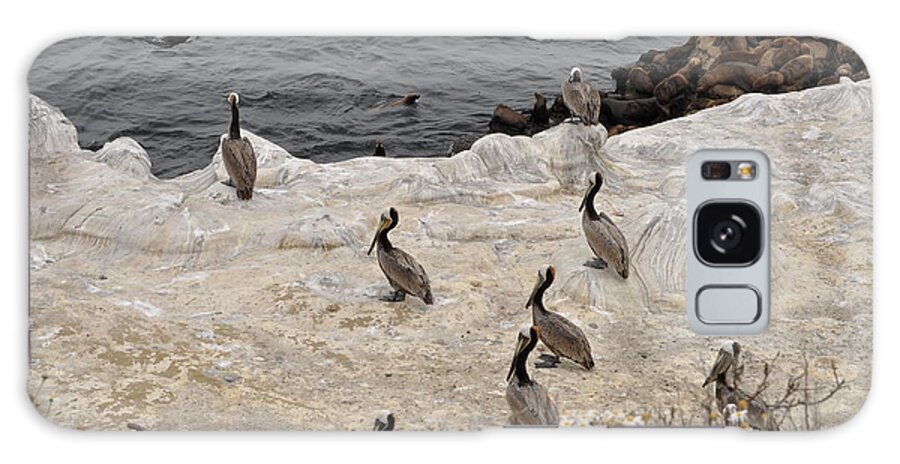 Pelicans Galaxy Case featuring the photograph Pelicans Seals n Daisies by Bridgette Gomes