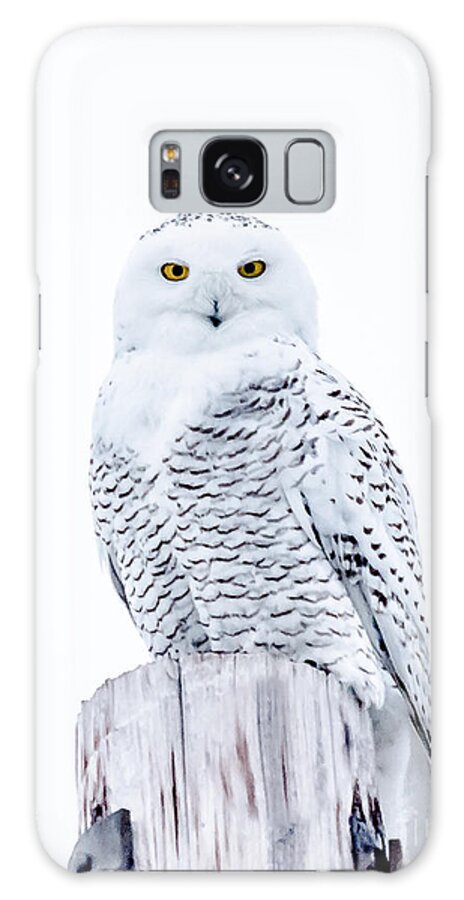 Field Galaxy S8 Case featuring the photograph Penetrating Stare by Cheryl Baxter