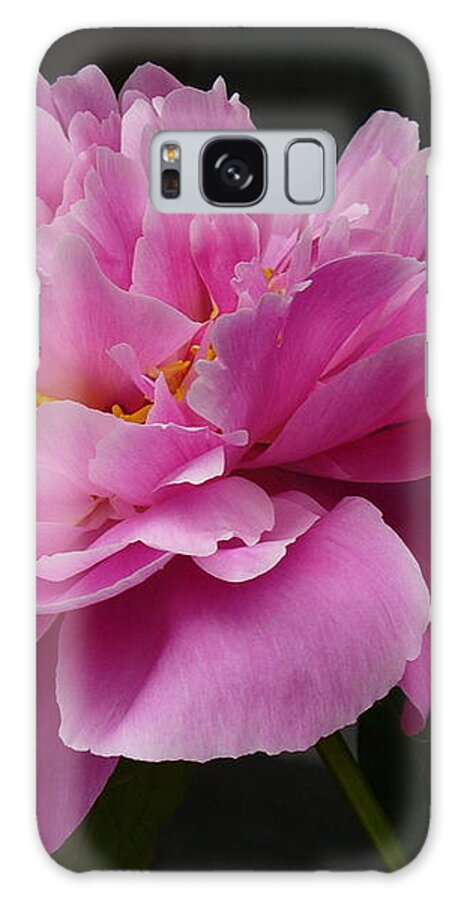 Flowers Galaxy Case featuring the photograph Peony Blossoms by Lingfai Leung