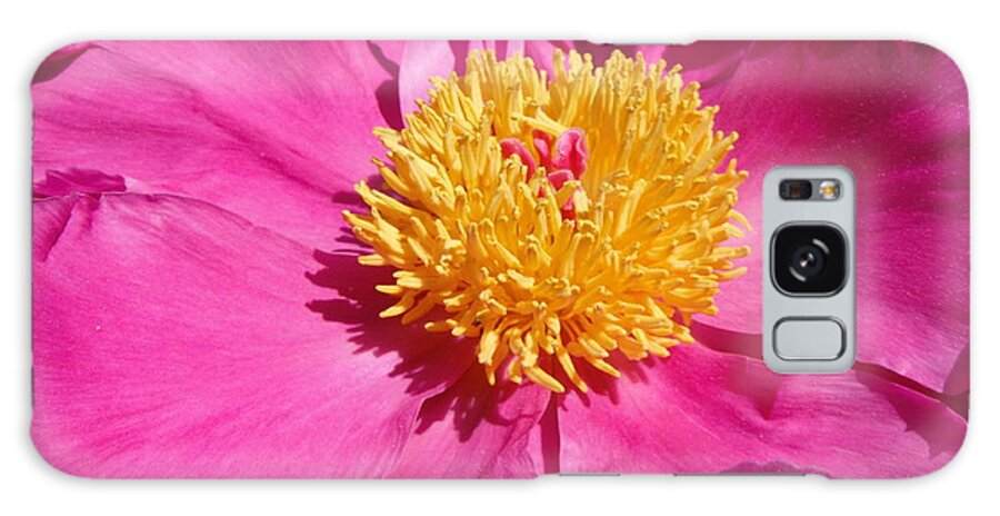 Peony In Spring Galaxy Case featuring the photograph Peony In Spring by Paddy Shaffer