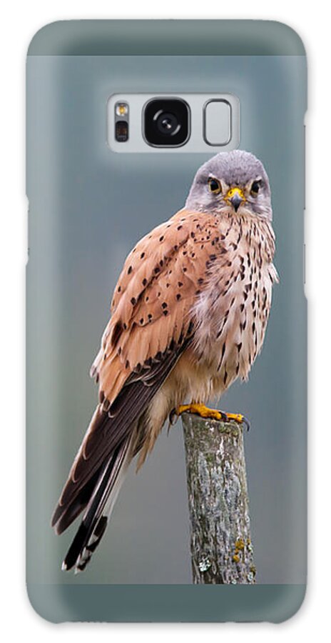 Perching Kestrel Galaxy Case featuring the photograph Perching by Torbjorn Swenelius