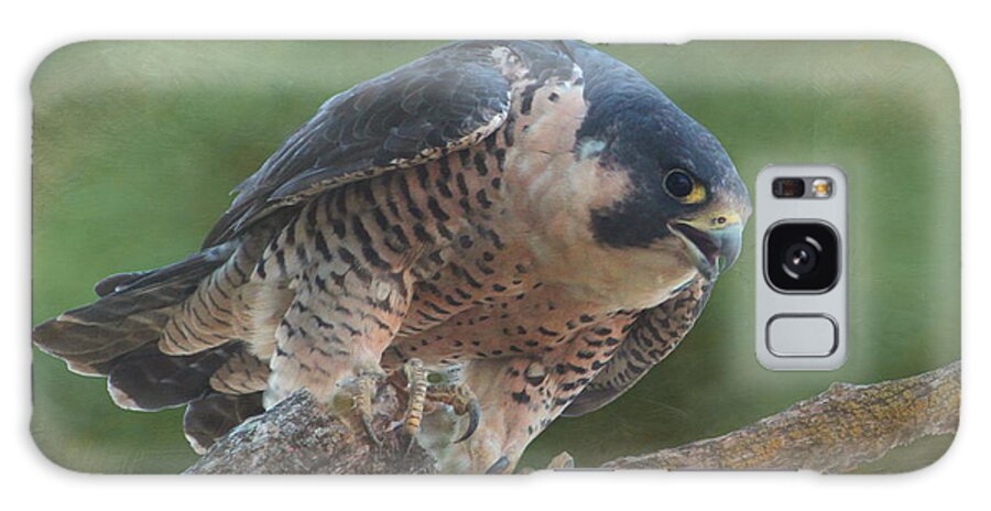 Falcon Galaxy S8 Case featuring the photograph Peregrine Falcon by Angie Vogel