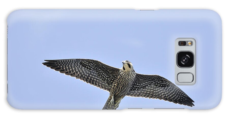 Falcon Galaxy Case featuring the photograph Peregrine Falcon in Flight by Bradford Martin