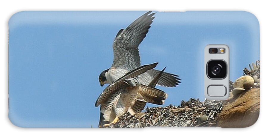 Peregrine Galaxy S8 Case featuring the photograph Peregrine Falcons - 4 by Christy Pooschke