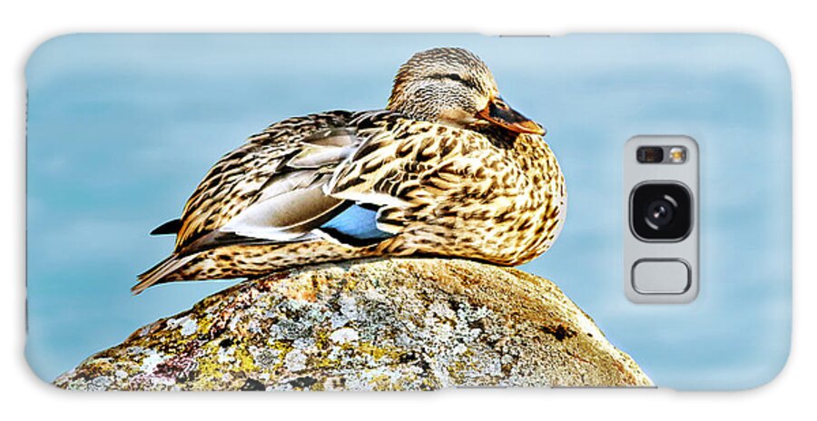  Duck Galaxy S8 Case featuring the photograph Perfect Resting Rock by Abram House