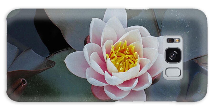 Water Lillies Galaxy Case featuring the photograph Perfect Pink Water Lilly by Kate Gibson Oswald