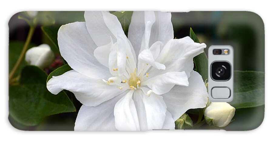 Philadelphus Galaxy Case featuring the photograph Philadelphus. by Terence Davis