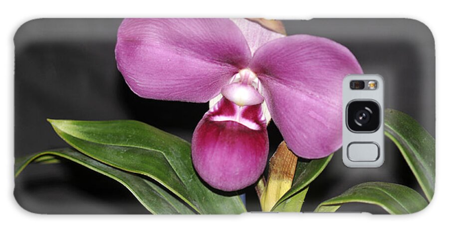 Orchid Galaxy Case featuring the photograph Phragmipedium kovachii by Winston D Munnings