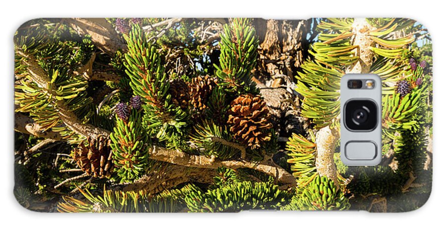Photography Galaxy Case featuring the photograph Pine Cones Growing On A Twigs, Ancient by Panoramic Images