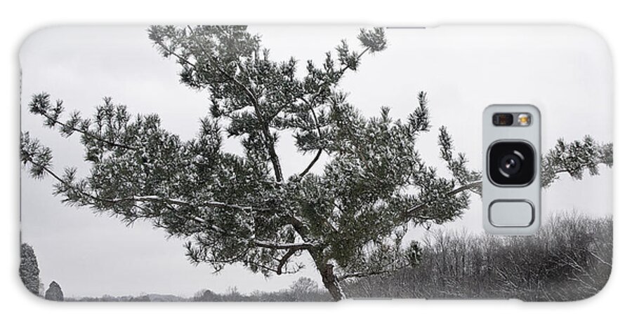 Virginia Pine Galaxy Case featuring the photograph Pine Tree by Melinda Fawver