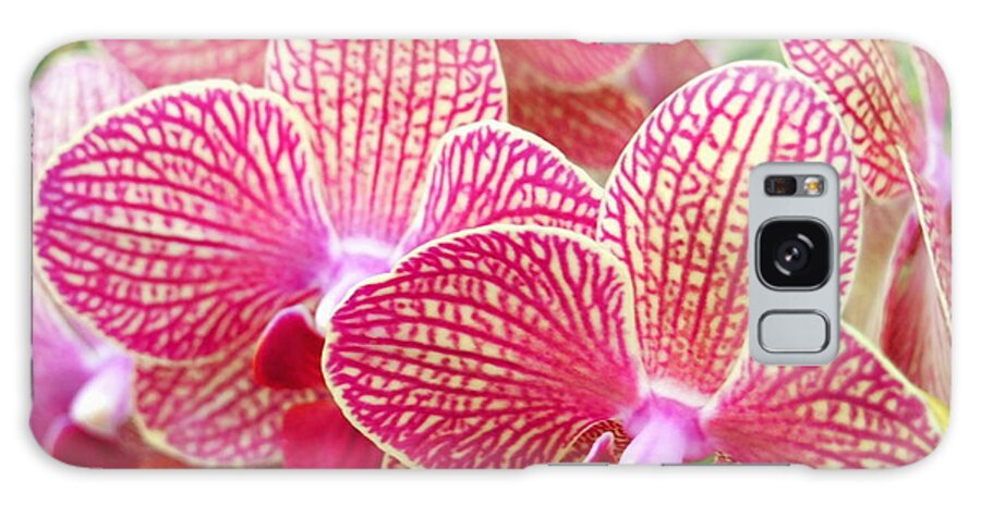 Nature Galaxy Case featuring the photograph Pink and White Orchids by Amy McDaniel