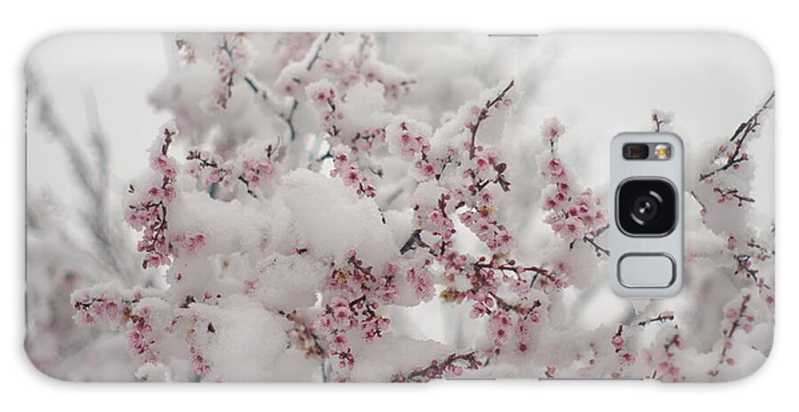 Pink Galaxy Case featuring the photograph Pink Spring Blossoms In the Snow by Suzanne Powers