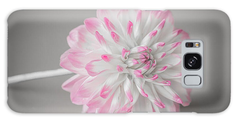 Flower Galaxy Case featuring the photograph Pink Dahlia by Amanda Mohler