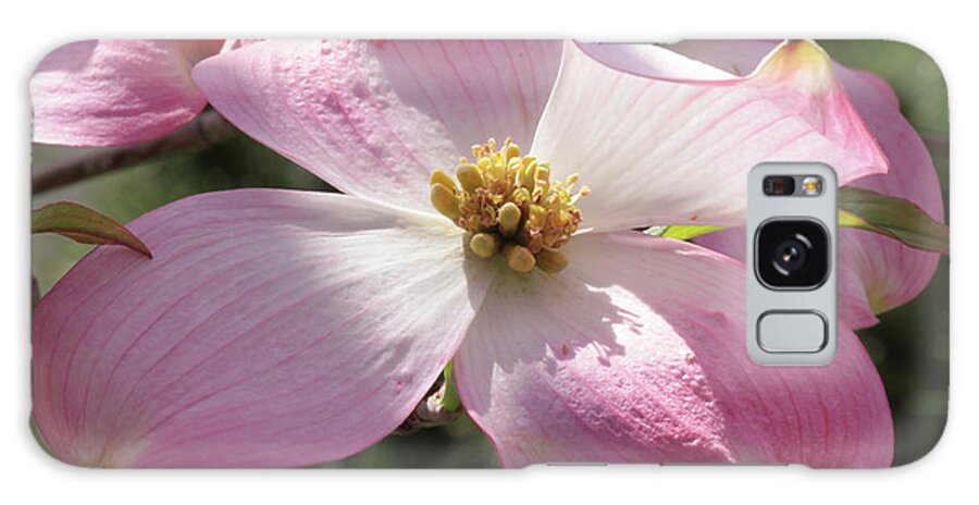 Dogwood Galaxy S8 Case featuring the photograph Pink Glory by Harold Rau