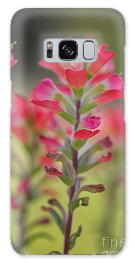 Wildflower Of Texas Galaxy Case featuring the photograph Pink Paintbrush by Erika Weber
