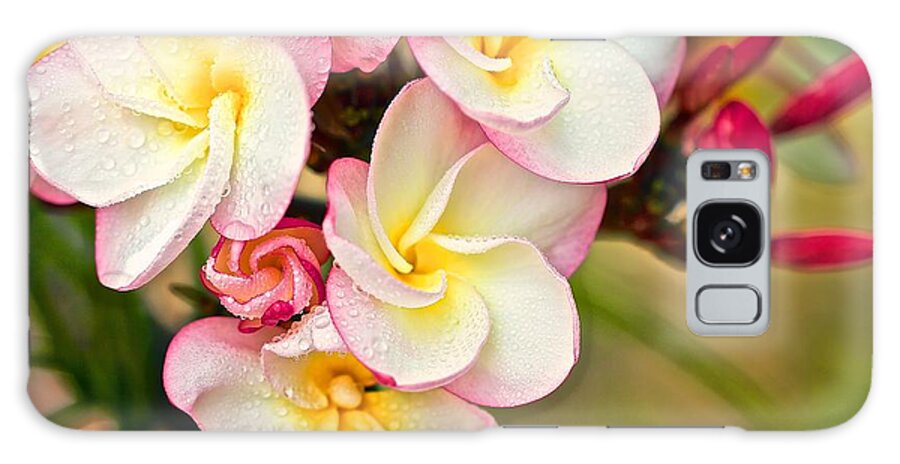 Flower Of The Day Galaxy Case featuring the photograph Pink Pansy Plumeria by Jade Moon 