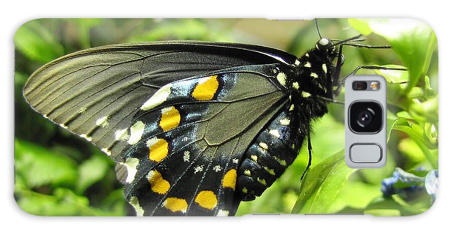 Butterfly Galaxy Case featuring the photograph Pipevine Swallowtail by Jennifer Wheatley Wolf